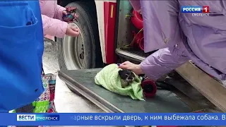 ГТРК Смоленск - Смоленские пожарные спасли двух котов